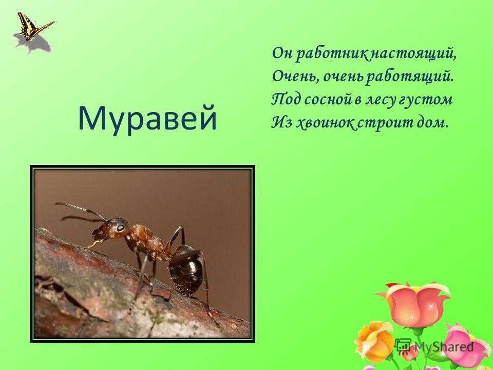 Загадки про насекомых