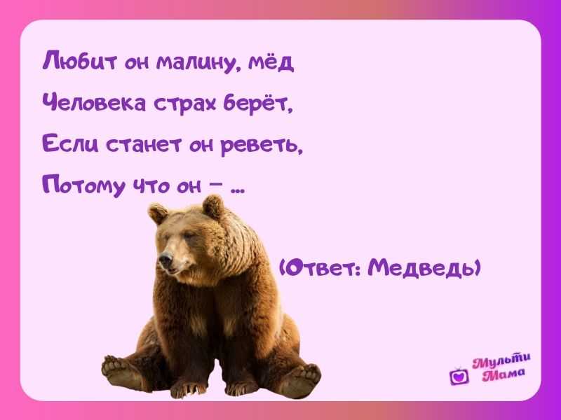 Загадки про медведя для детей с ответами: 85 лучших для малышей и школьников / mama66.ru