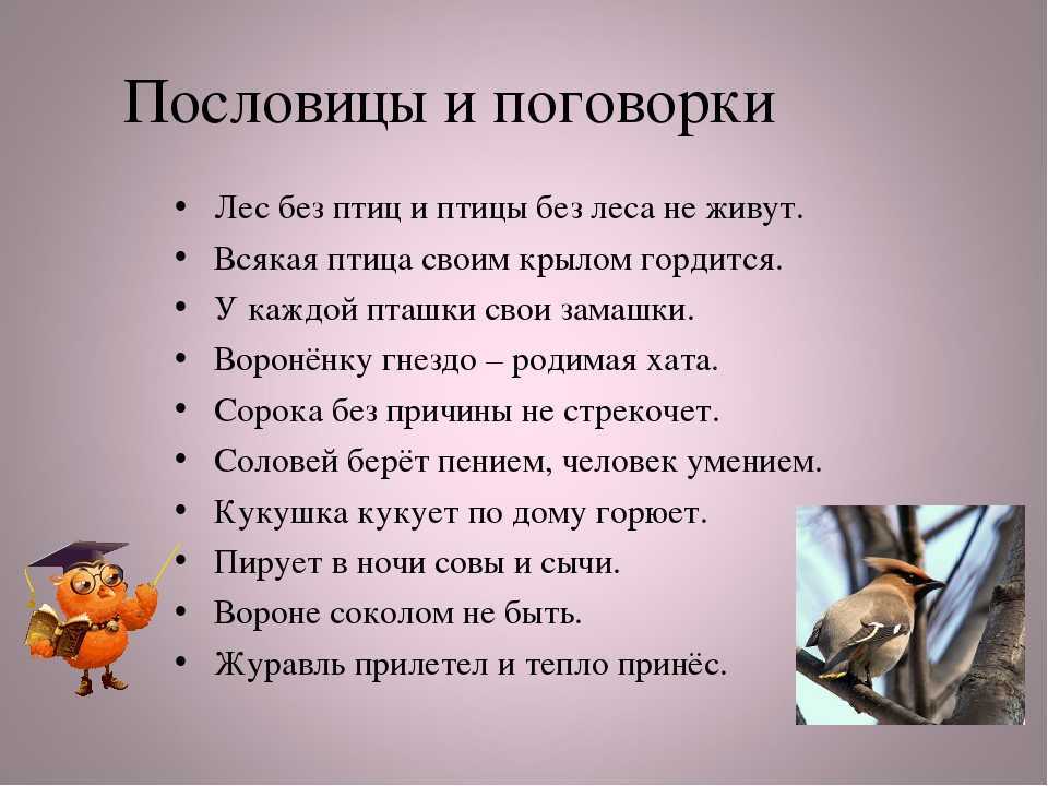 Пословицы и поговорки о животных для детей дошкольного возраста