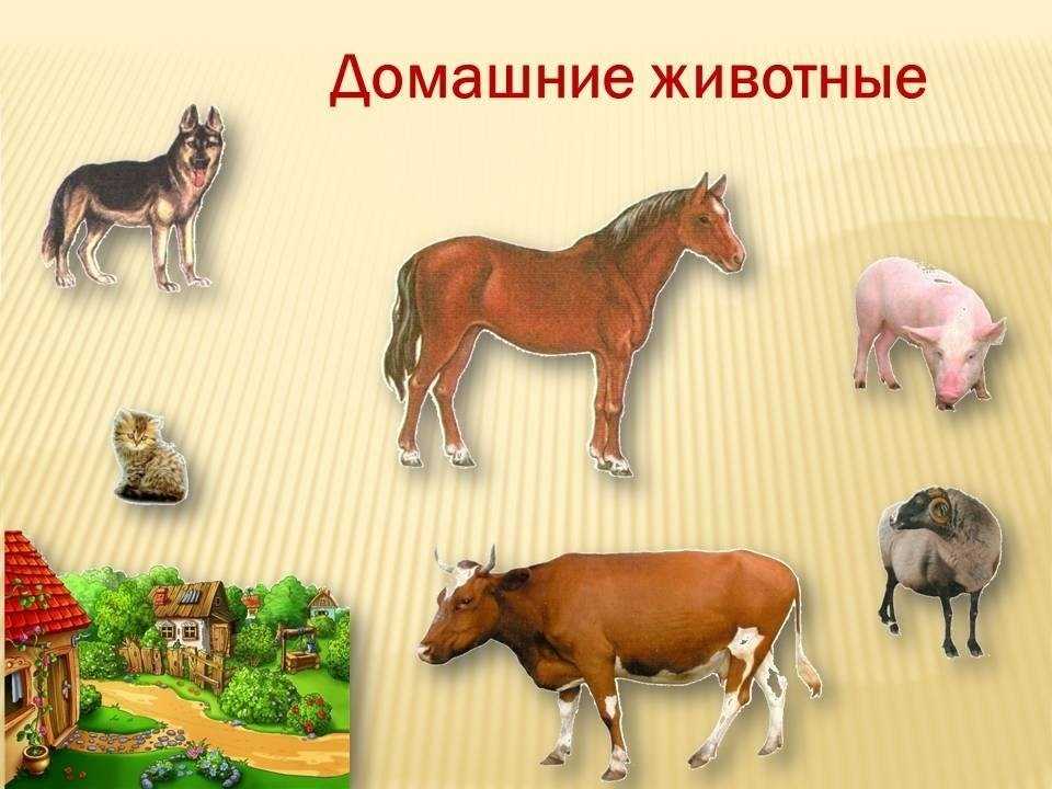 Картины домашних животных. дикие и домашние животные для детей: картинки с названиями и видео