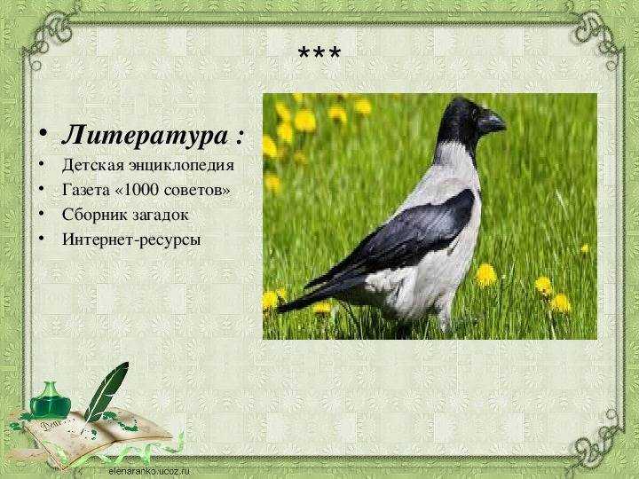 Загадки про ворону для детей — 70 озорных головоломок с ответами