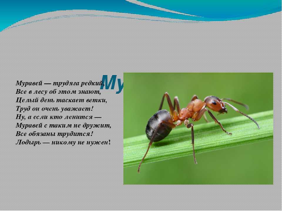 55 интересных загадок на смекалку с ответами для детей ✅ блог iqsha.ru