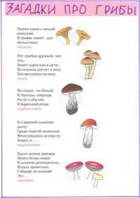 Загадки про съедобные и несъедобные грибы