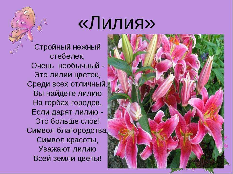 У нас на странице вы можете почитать стихи про лилии прекрасные, нежные цветы с благоухающим ароматом, которые оценят по достоинству истинные ценители красоты