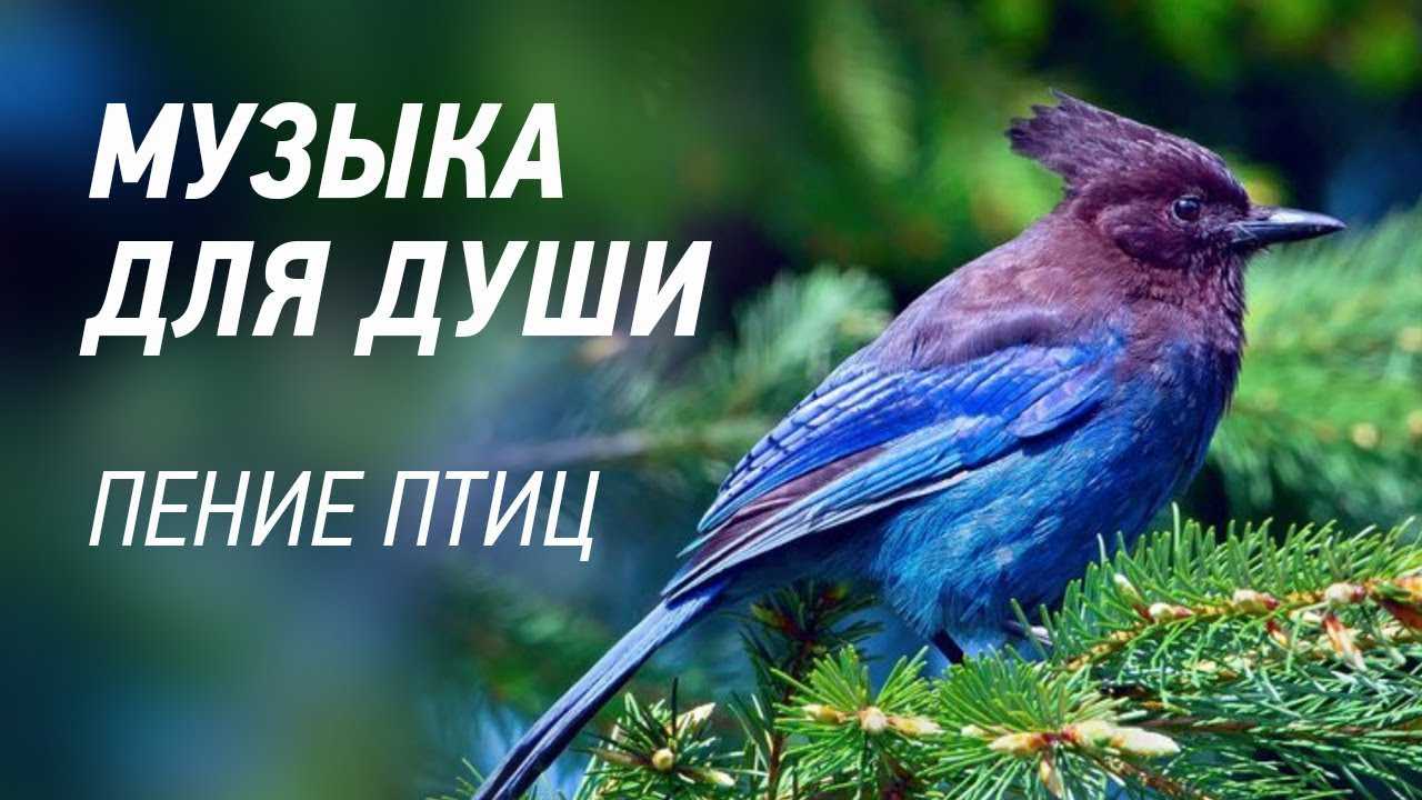Здесь можно бесплатно слушать песни про птиц, которые понравятся детям Также все композиции доступны для скачивания в mp3