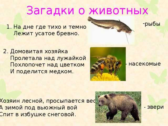 Загадки про животных для детей