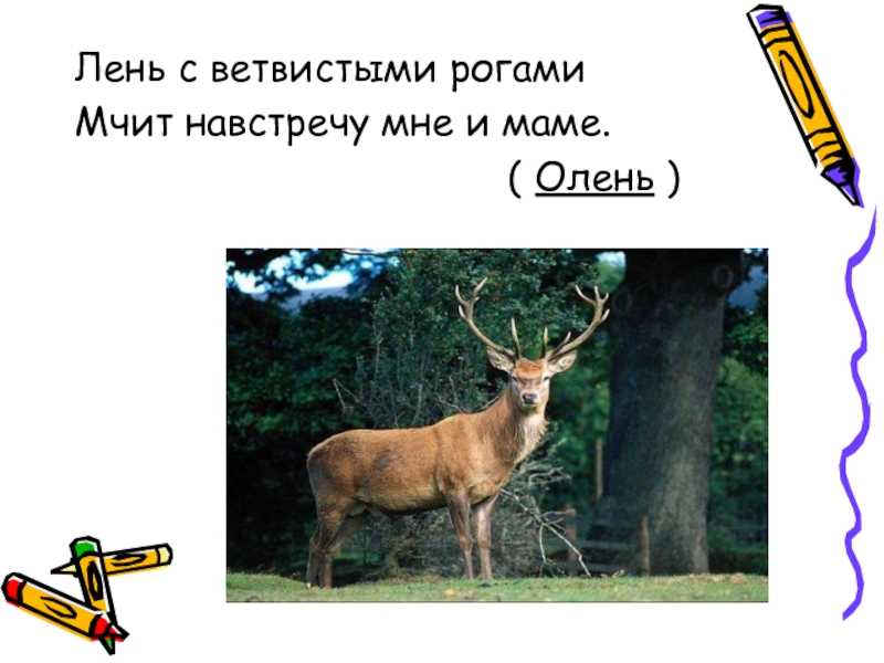 Загадки про животных с ответами для младших школьников