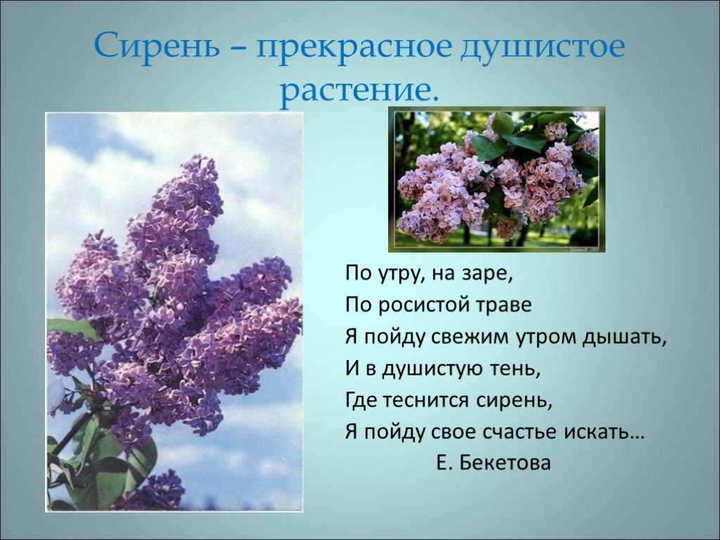 Сиреневое настроение - елена владимировна николаева