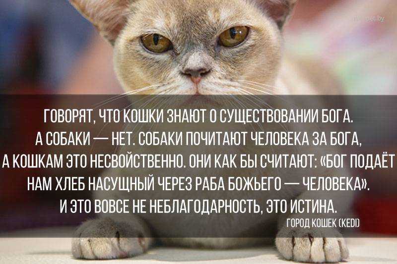 Смысл поговорки — за одного битого двух небитых дают