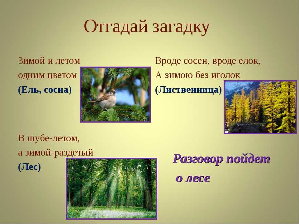 Загадки о диких животных россии для детей