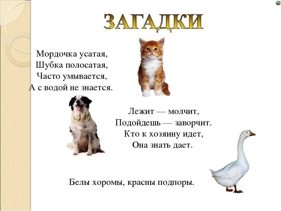 Загадки про книгу для квеста, для детей и взрослых