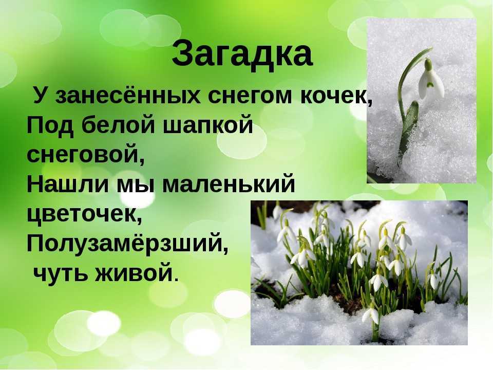 Загадки о весне с ответами – 147 интересных загадок – ladyvi.ru
