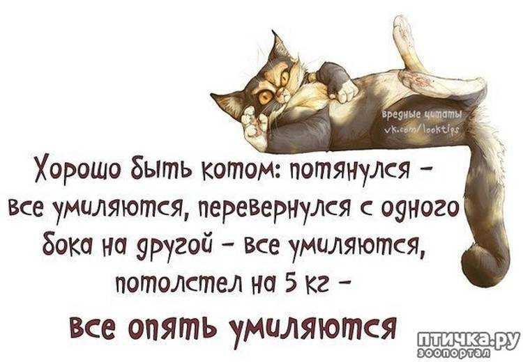 Они умны, независимы, и невероятно грациозны. цитаты и афоризмы про кошек