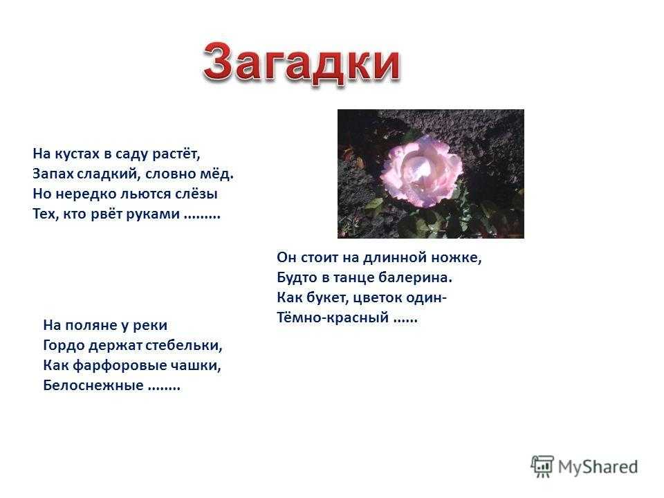 Современные стихи о любви, о жизни. стихи о кошках и кофевдохновение на жизнь