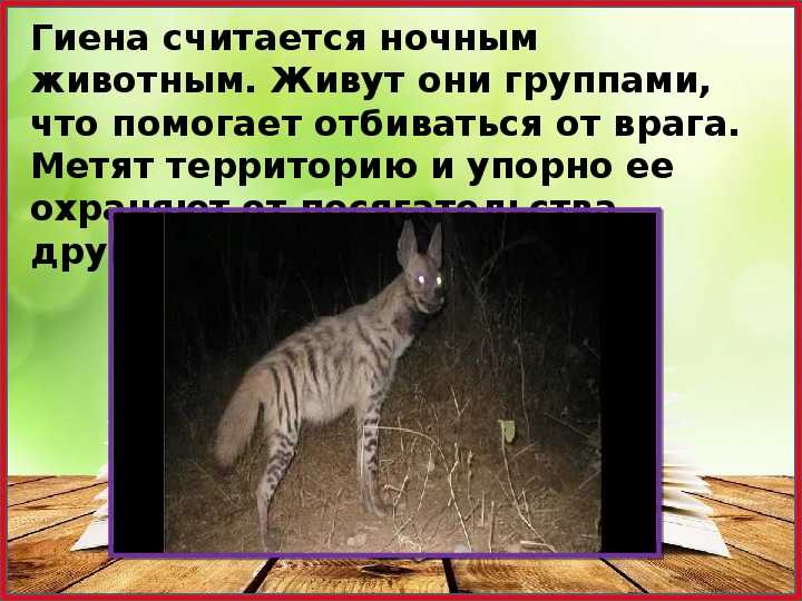 О том, как лиса обманула гиену читать онлайн сказки народов африки | мир книг