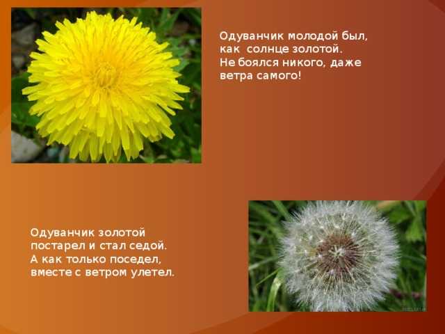 Одуванчик. сказки и стихи для детей. воспитателям детских садов, школьным учителям и педагогам - маам.ру