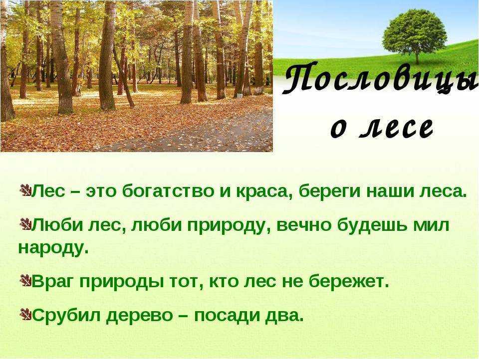 Пословицы и поговорки про лес - педагог