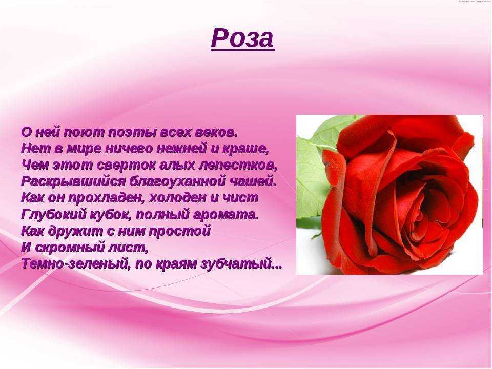 Стихи о розах | antrio.ru