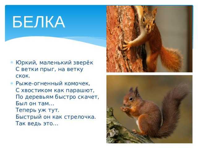 Стихи про белочек (1-2, 3-4, 5-6 лет)
