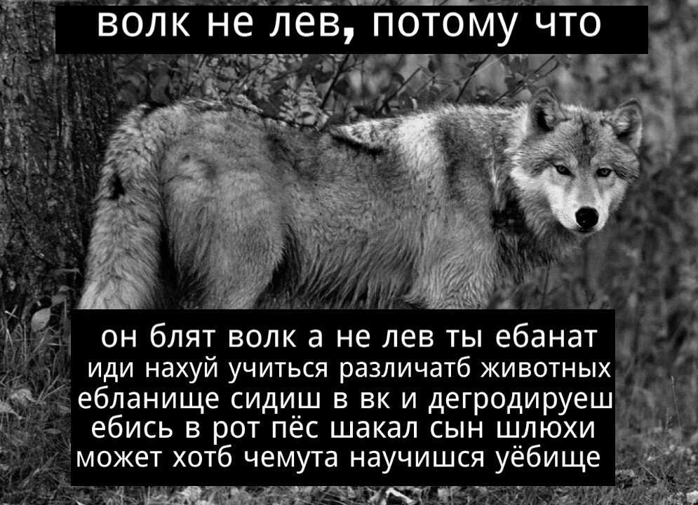 Пословицы и поговорки о животных для детей дошкольного возраста