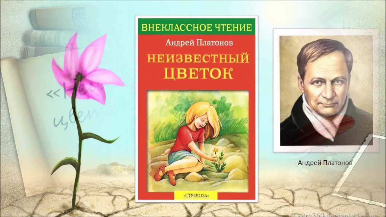 Андрей платонов: неизвестный цветок