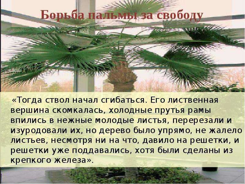 "attalea princeps." сказка о гордой и сильной пальме. сочинение на тему «attalea princeps» в.м