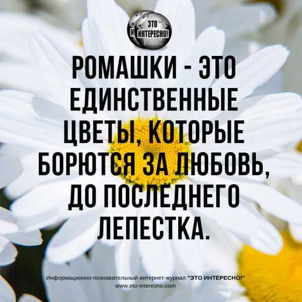 Статусы про ромашки – со смыслом, прикольные