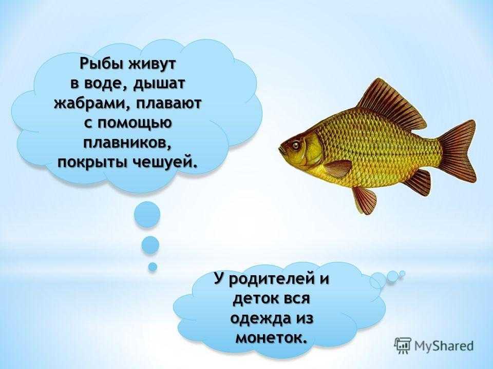 Стихи про рыб ? короткие четверостишия о рыбах для детей, красивые