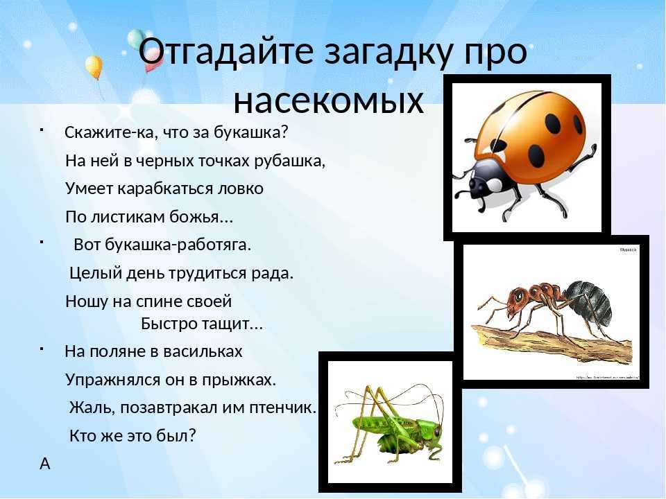Загадки про насекомых для детей с ответами
