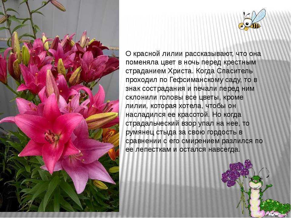 Стихи про лилии - читать онлайн без регистрациии