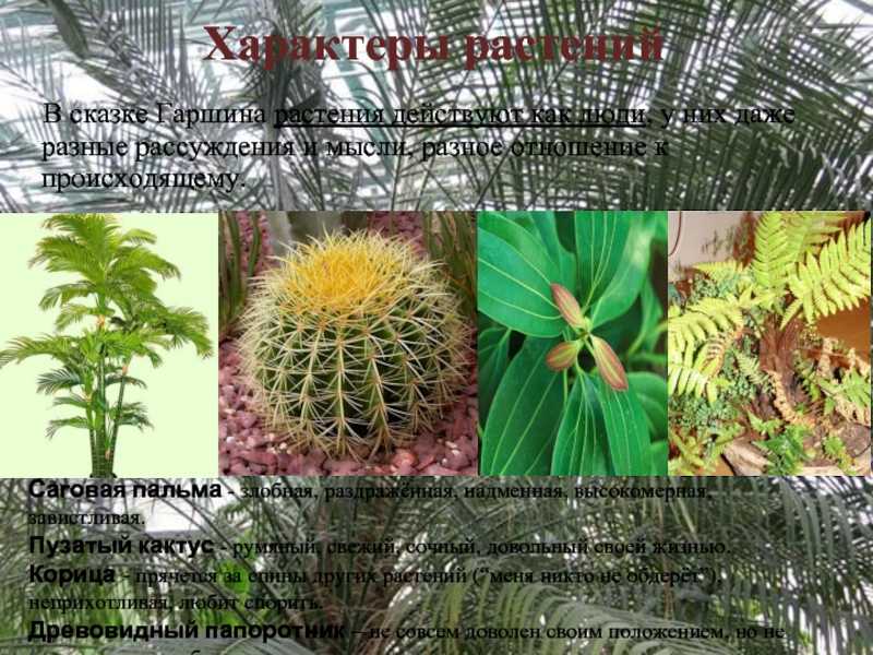 Attalea princeps - краткое содержание сказки всеволода гаршина