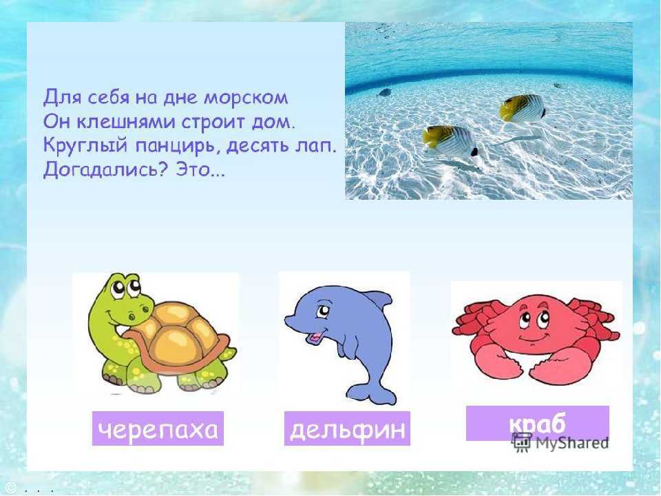 Загадки с ответами про водных обитателей - детям и родителям