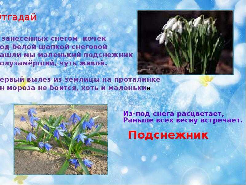 Загадки про весну для детей с ответом