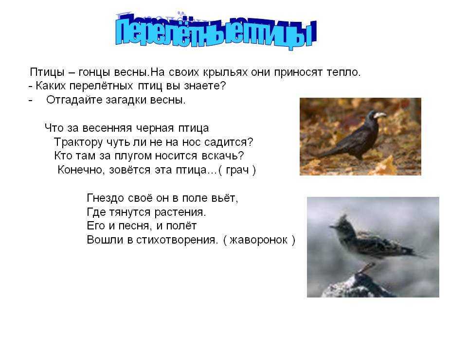 Стихи про птиц для детей