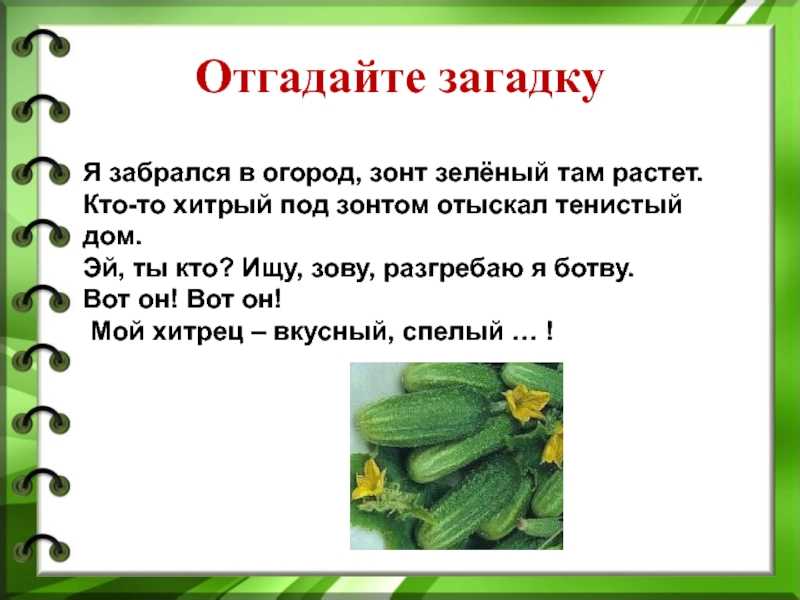 Загадки про огурец для детей