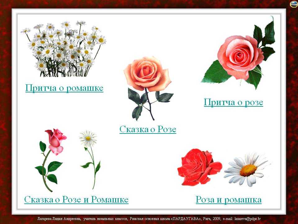 Сергей михалков — ромашка и роза: стих