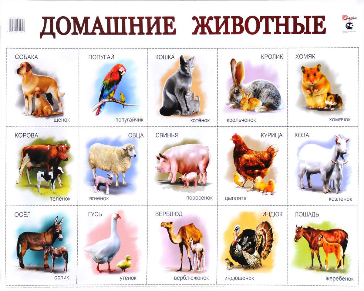 Домашние животные скачать и распечатать бесплатно в высоком разрешении сборник лучших детских картинок