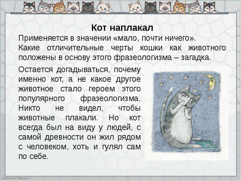 Клуб друзей книг: ах, эти кошки… фразеологизмы о кошках и котах