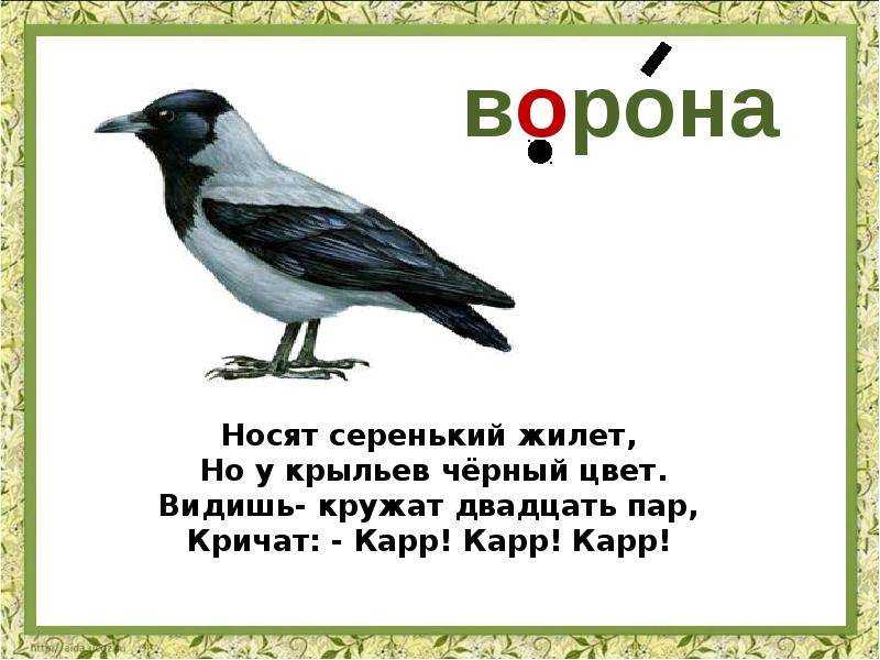 Загадки про ворону для детей с ответами: большая подборка новых загадок для малышей и школьников / mama66.ru