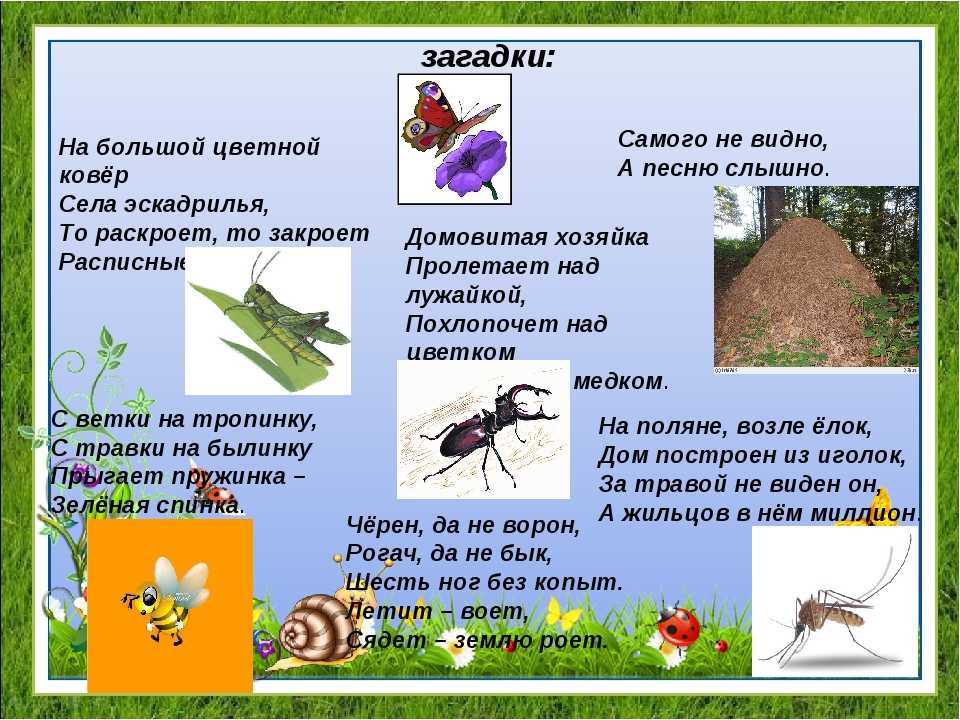 Загадки про насекомых для детей 6-7 лет с ответами - детский час