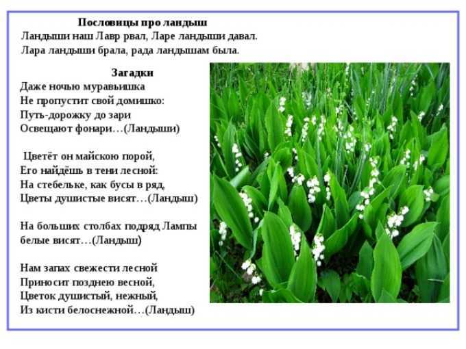 Загадки про цветы для детей с ответами