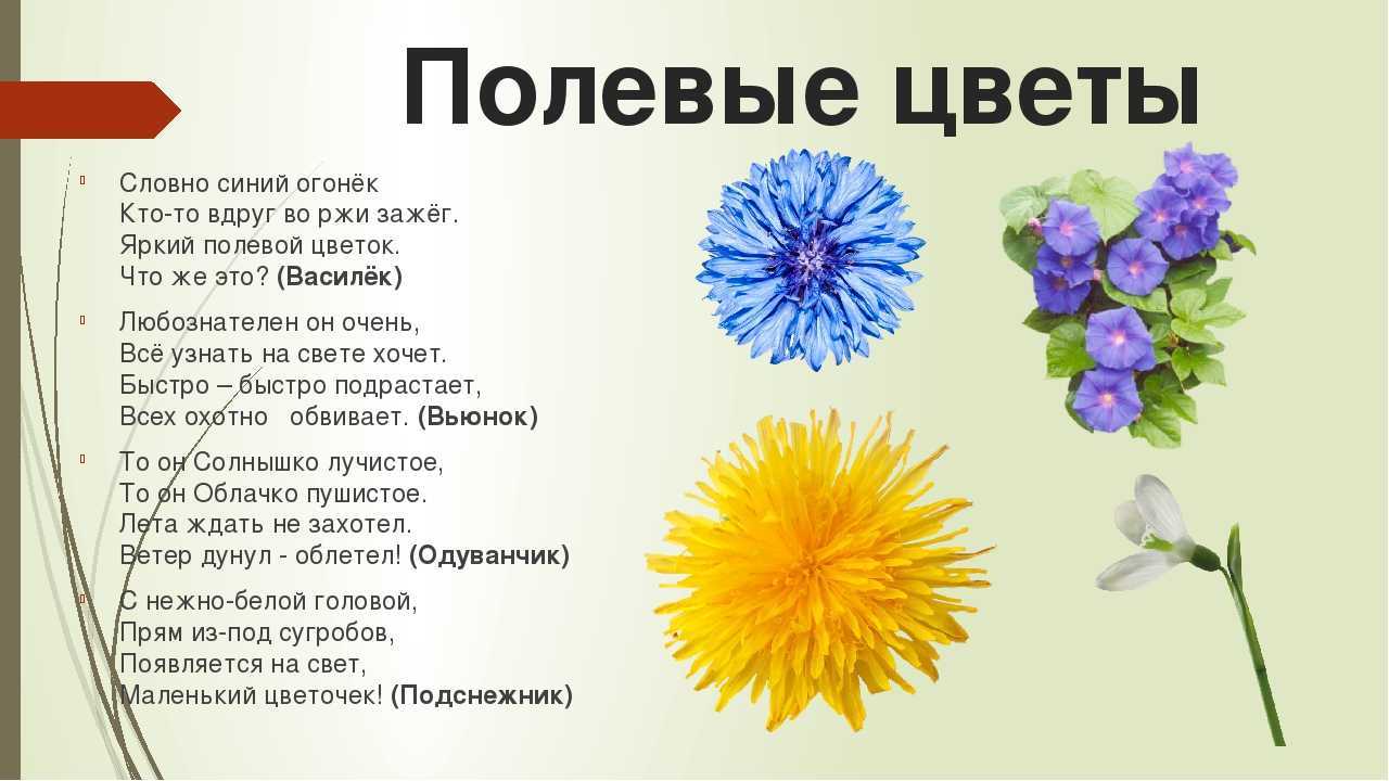 Загадки на логику с ответами для детей и взрослых