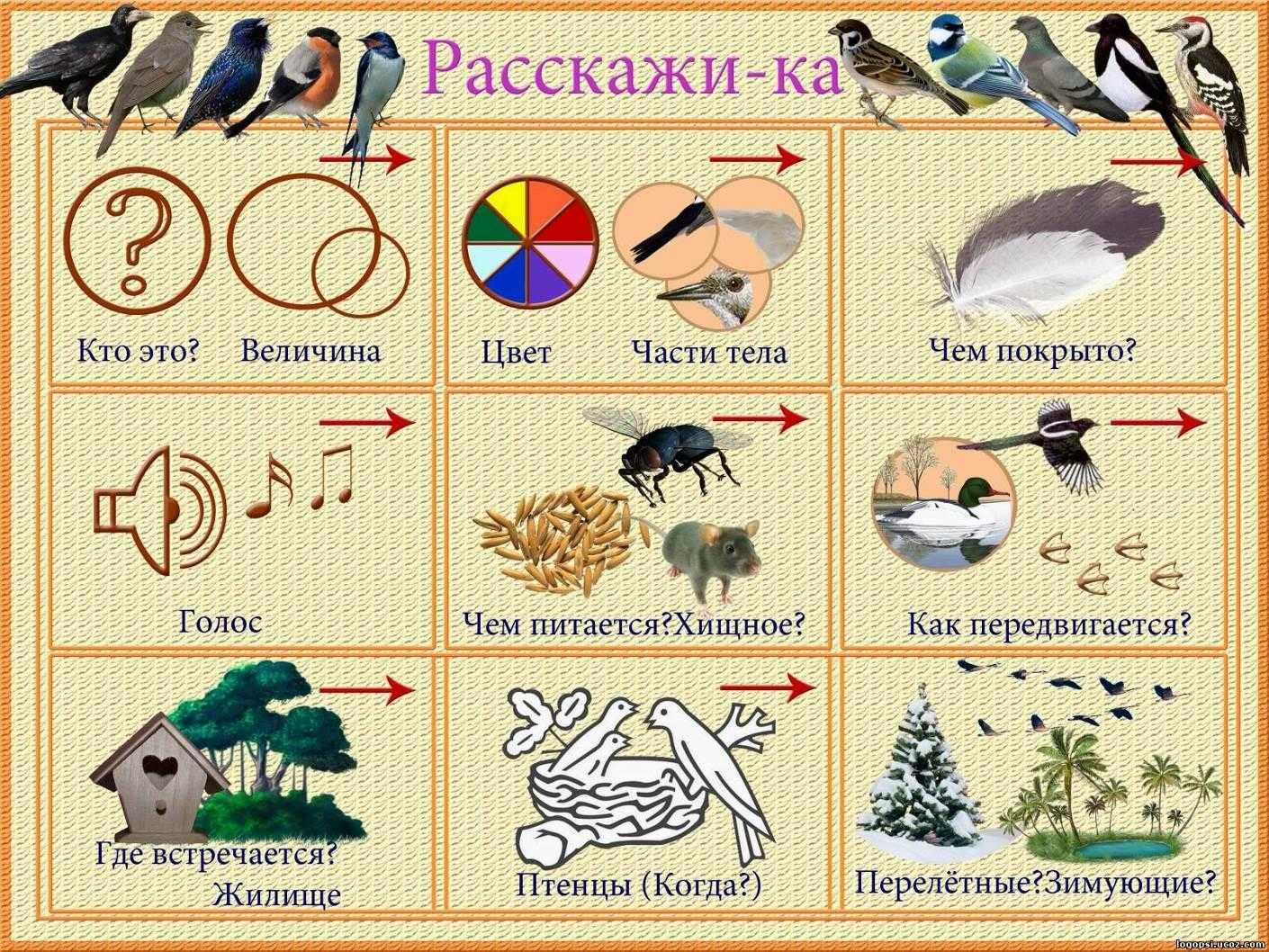 Рассказы про птиц для детей 3-5 лет