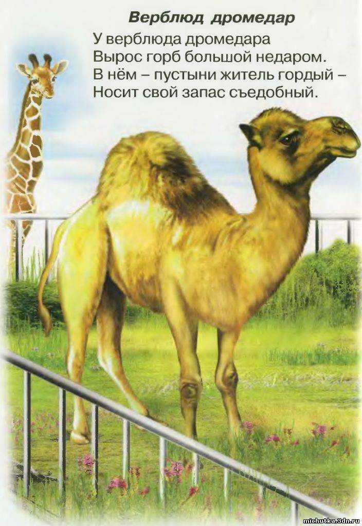 50 смешных загадок для детей с ответами