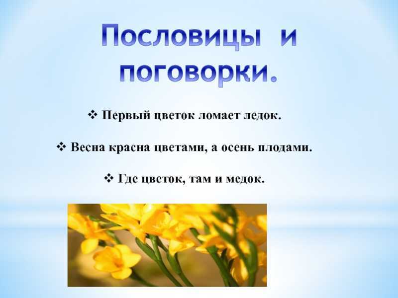 Русские народные пословицы и поговорки о растениях Подборка поговорок и пословиц про растения