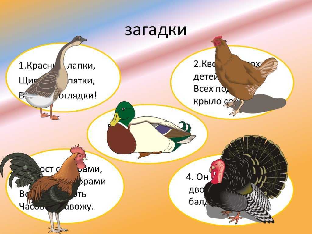 Загадки о курицах,цыплятах и яйцах. загадки про курицудля детей и взрослых