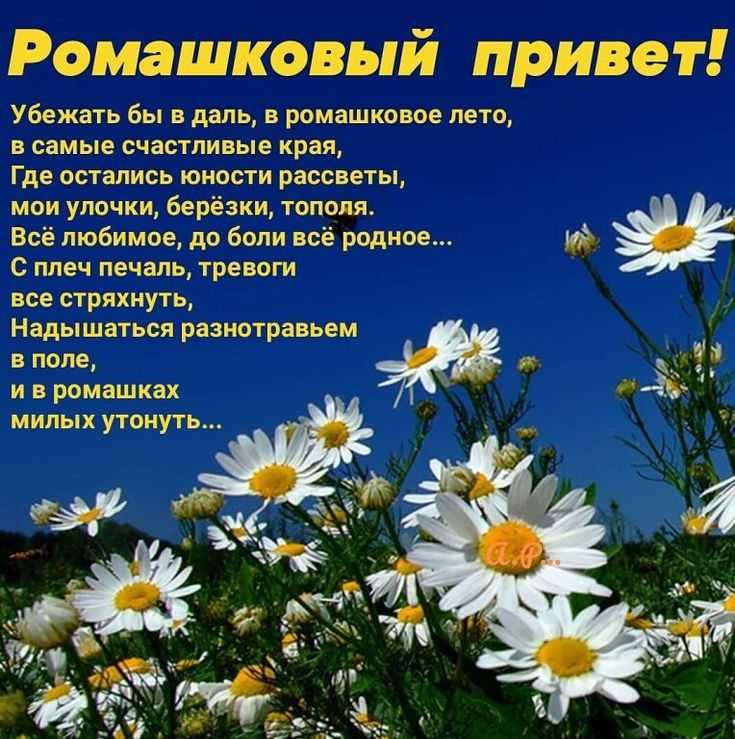 На нашей странице вы можете слушать детские песни про ромашки - самый востребованный цветок влюбленных, ведь каждый хоть раз пробовал гадать на его лепестках