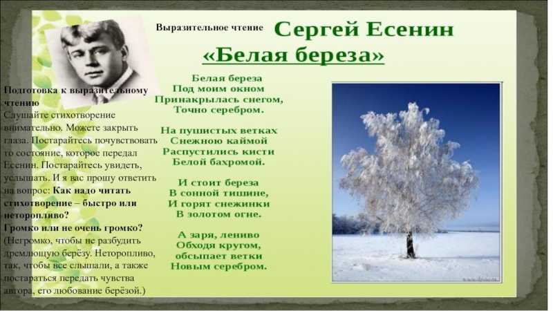 Анализ стихотворения «берёза» есенина