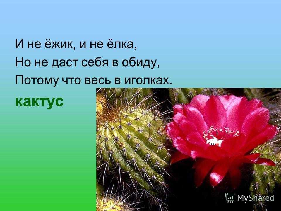 Детям о цветах в загадках