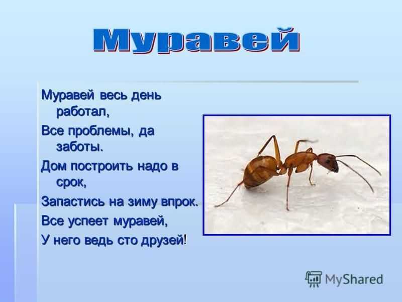 Мы над вами вверх ногами… загадки про насекомых для детей